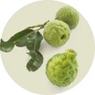  A photo of three green jeruk purut fruits on a branch with green leaves.